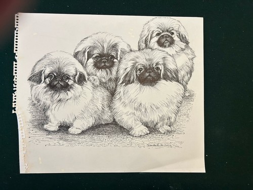 Pekingese puppies original - puppies,