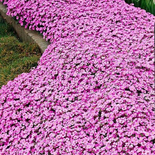Arabis rosea pink - ,