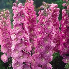 Delphinium ‘Astolat’ –