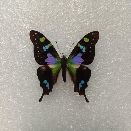 Purple spotted swallowtail - purple,