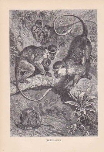 Green monkey chlorocebus - monkey,