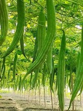 Indian Bangladeshi Snake Gourd