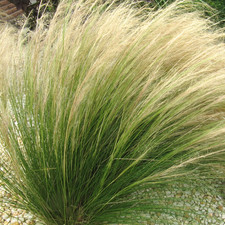 Stipa 'Pony Tails' Feather Deciduous Perennial Outdoor Garden Grass Plant in Pot