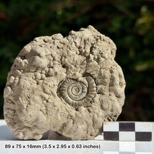 Promicroceras golden pyrite - promicroceras,