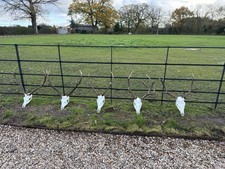 Red Deer Skull And Antlers 5 To Choose From All Long Nose Cut - Taxidermy Skulls