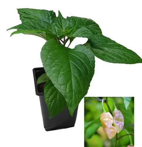 Chilli plants - plants, by