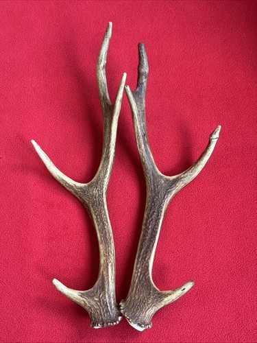 Pair sika deer - sika, antlers