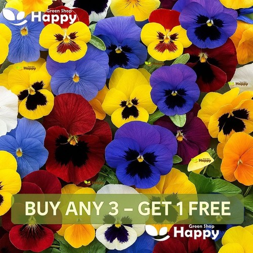Winter flowering pansy - pansy, 100