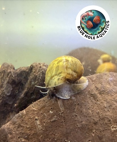 Captive bred apple snail - captive,