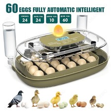 Digital 60 Eggs Incubator
