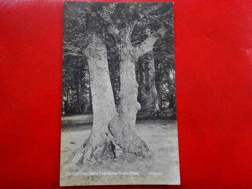 Double tree oak - double, tree,