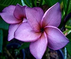 Plumeria frangipani mai - 'mai, thai'