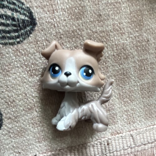 Rare littlest pet shop collie - rare,