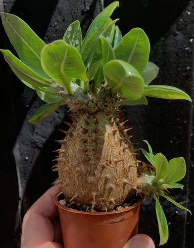 Pachypodium makayense - pachypodium,