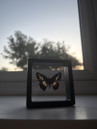Butterfly framed specimen