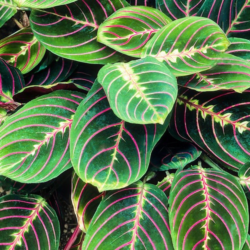 Maranta fascinator tricolour - maranta,