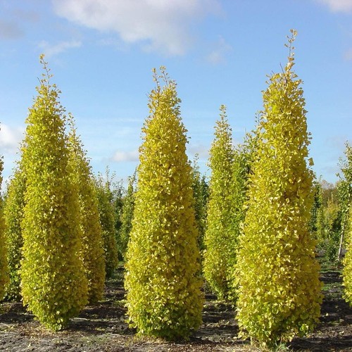 Ginkgo biloba menhir - biloba,