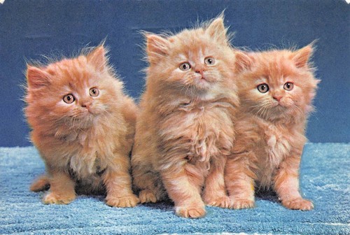 Three ginger cats kittens - three,