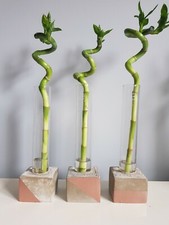 Handmade concrete and pyrex