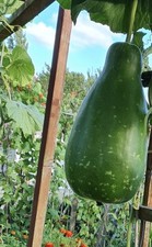 Bangla Khodu Lau Bottle Gourd