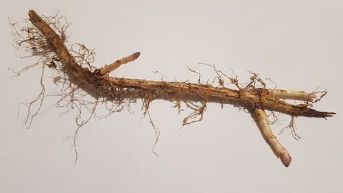 Hops rhizomes cehoslovac - 1, rhizomes-cehoslovac