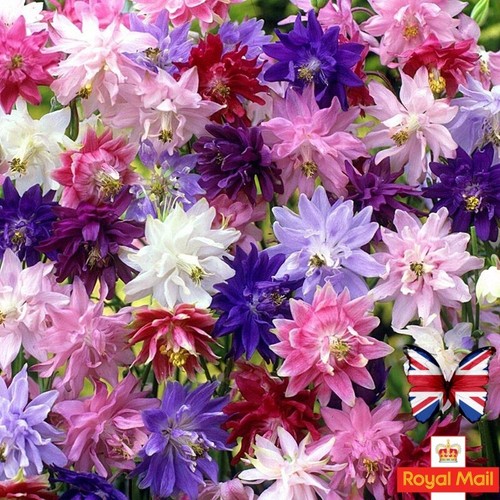 Aquilegia seeds double mix - double,