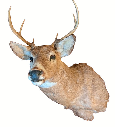 Taxidermy stag deer head - head,
