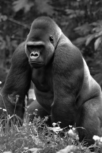 Silverback gorilla zoo - gorilla, in