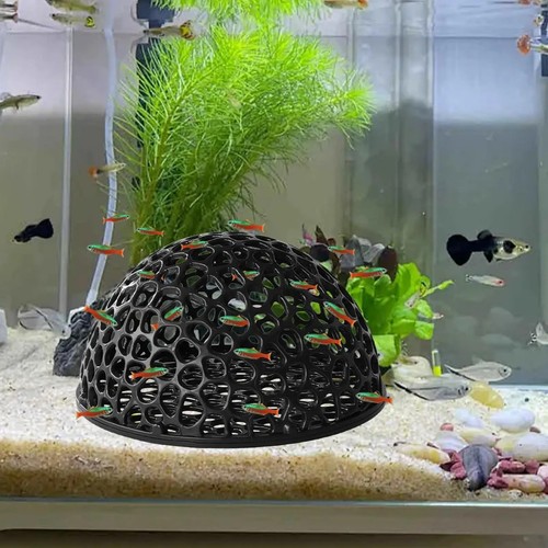 Printed shrimp cave - shrimp,