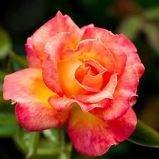 ROSE Piccadilly - Fragrant