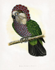 Hawk-Headed Parrot Poster