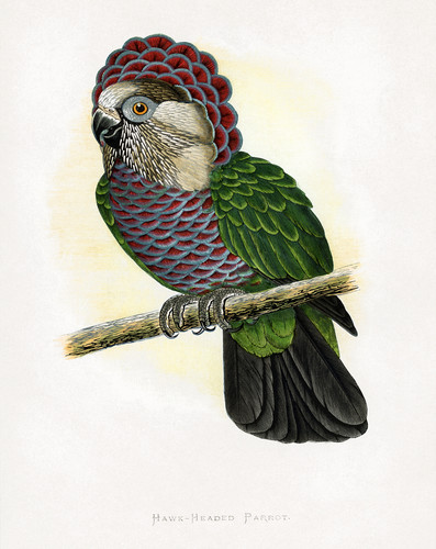 Hawk headed parrot poster - hawk-headed,
