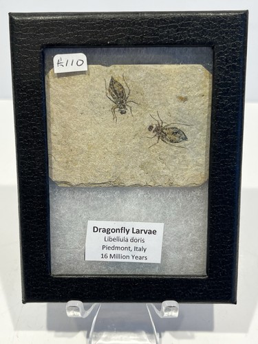 Fossil dragonfly larvae - fossil,