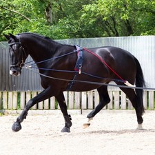 Whitaker training system self - training,