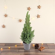 Picea glauca Perfecta Mini Christmas Tree in 13cm Pot - Real Xmas Festive Plant