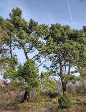 1 Monterey Pine - Pinus