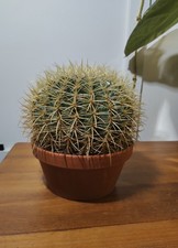 Echinocactus Grusonii, Large