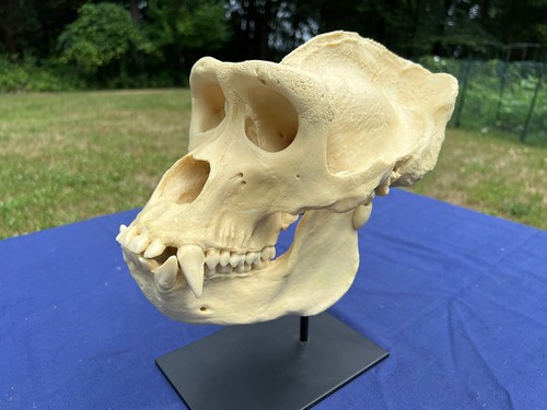 Western lowland gorilla - western, skull