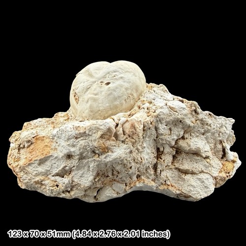 Micraster heart echinoid - heart,