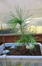 Mexican Weeping Pine