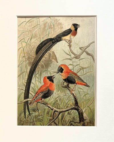Weaver bird print 1893 - bird,