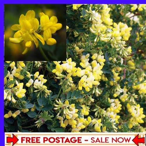 9cm coronilla citrina - coronilla, 'citrina'