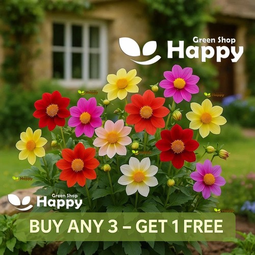 Dahlia variabilis mignon - variabilis,