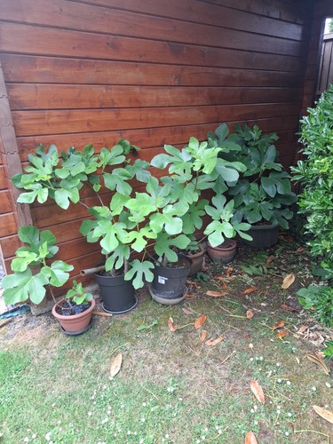 Fig tree brown turkey hardy - brown,