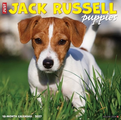 Jack russell puppies 2027 wall - jack,