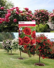 Hot Chocolate Rose Tree Root Wrapped