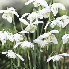 Snowdrops (Double Flowered) -