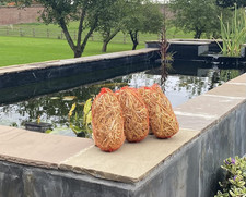 Barley Straw for Ponds -