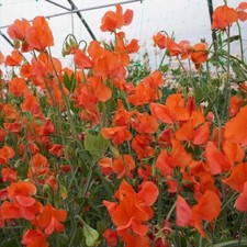 PRINCE OF ORANGE SWEET PEA -