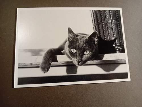 Postcard cat black and white - black,